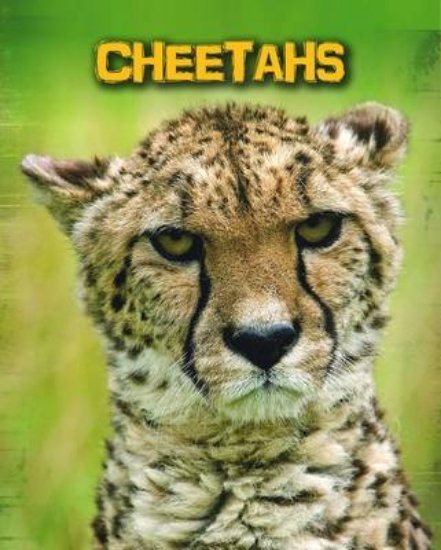 Picture of Cheetahs