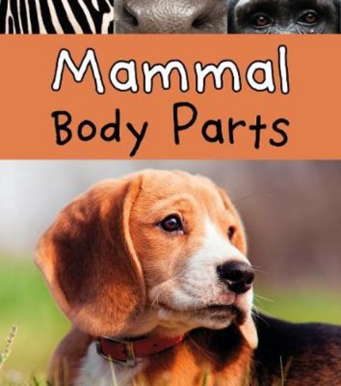 Picture of Mammal Body Parts