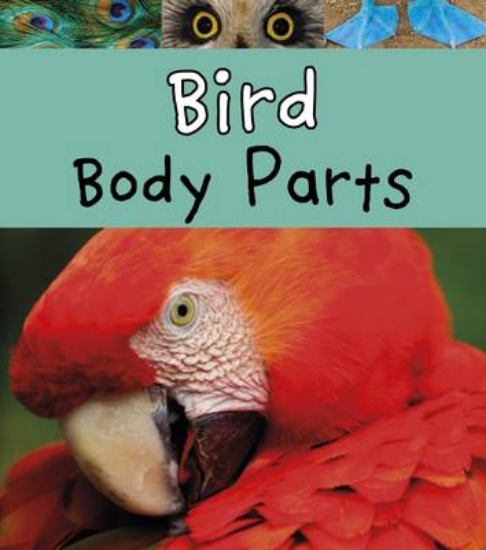 Picture of Bird Body Parts