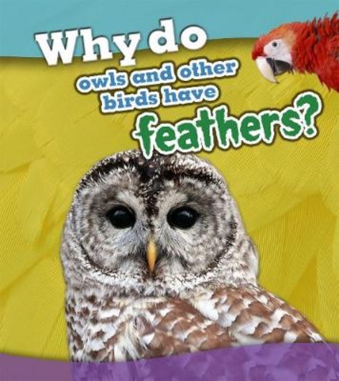 Picture of Why Do Owls and Other Birds Have Feathers?