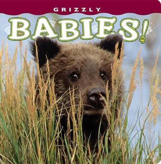 Picture of Grizzly Babies!