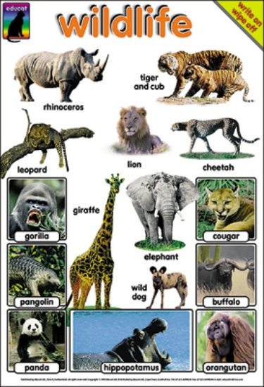 Picture of Wild Life Poster