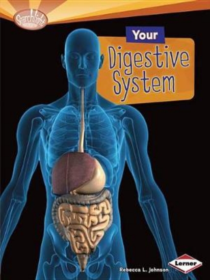 Picture of Your Digestive System