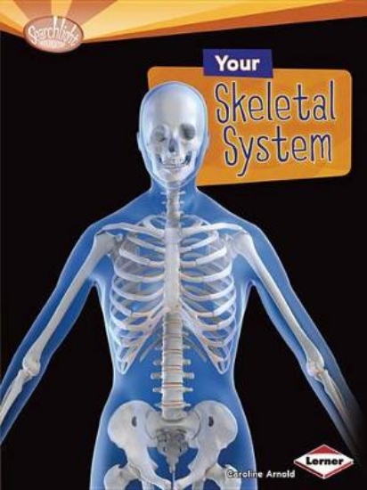 Picture of Your Skeletal System