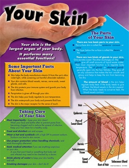 Picture of Your Skin Chart
