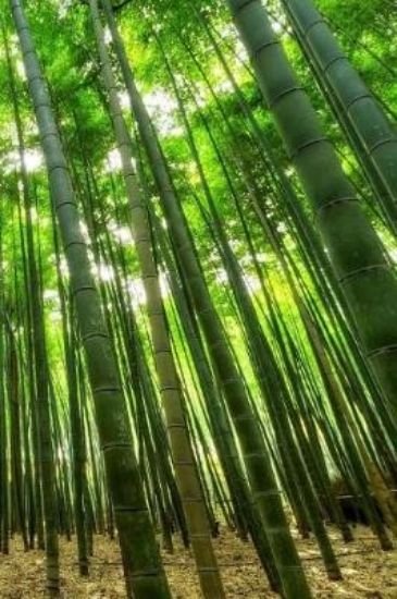 Picture of Bamboo Notebook