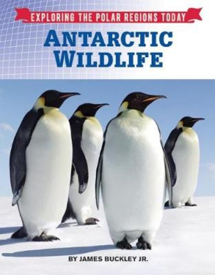 Picture of Antarctic Wildlife