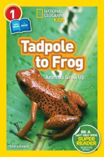 Picture of Tadpole To Frog