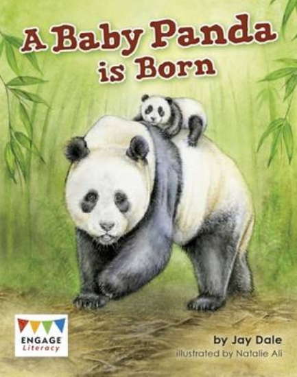 Picture of A Baby Panda is Born