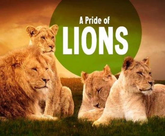 Picture of A Pride of Lions