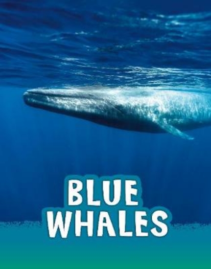 Picture of Blue Whales