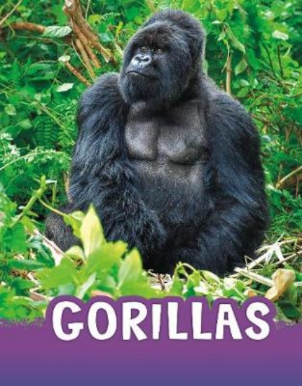 Picture of Gorillas