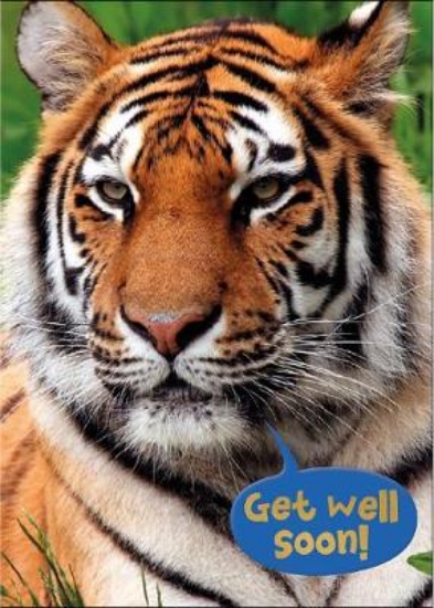 Picture of Tiger - Get Well Colouring Card-Book