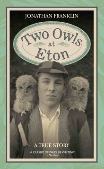 Picture of Two Owls at Eton