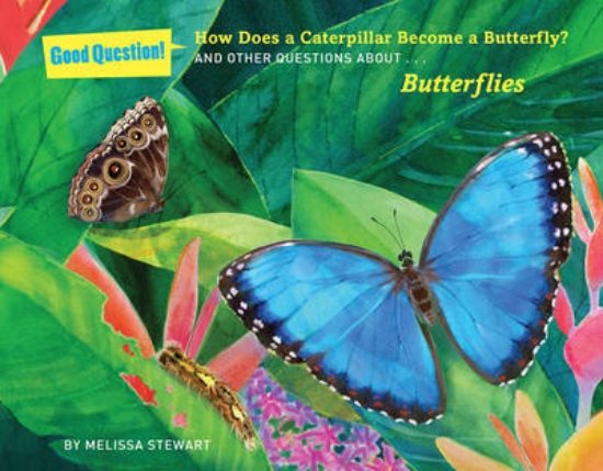Picture of How Does a Caterpillar Become a Butterfly?