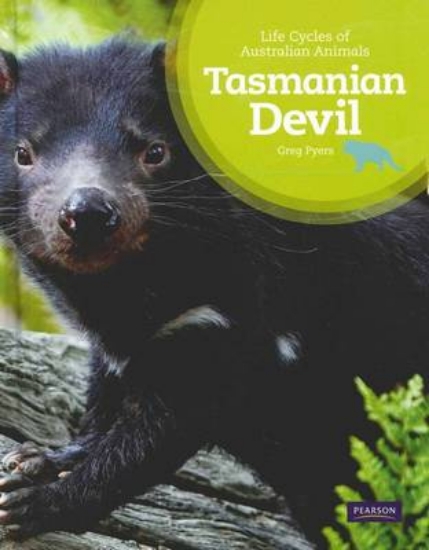 Picture of Tasmanian Devil
