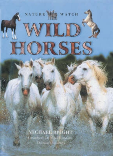 Picture of Wild Horses