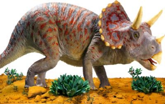 Picture of Triceratops