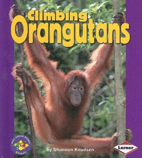 Picture of Climbing Orangutans