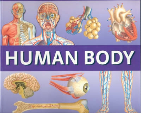 Picture of Panorama: Human Body