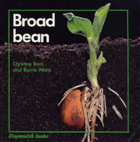 Picture of Broad Bean